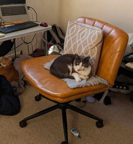 Photo of free Swivel chair (Cm79fs) #3