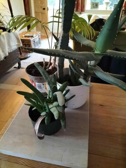 Photo of free House plants (Blackboys TN22) #1