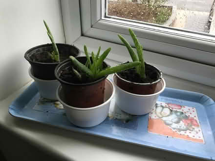 Photo of free Aloe Vera houseplants (Woodloes Park CV34) #1