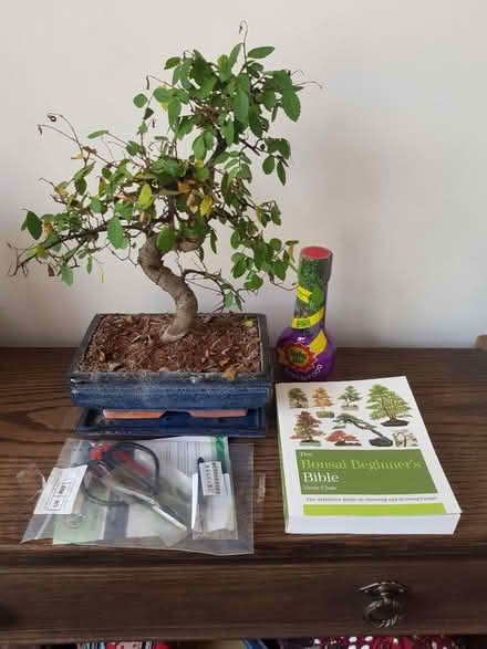 Photo of free Bonzai Tree & Accessories (BA1) #1