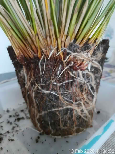 Photo of free Soft rush▪outdoor ornamental grass (Edgwarebury Lane) #2