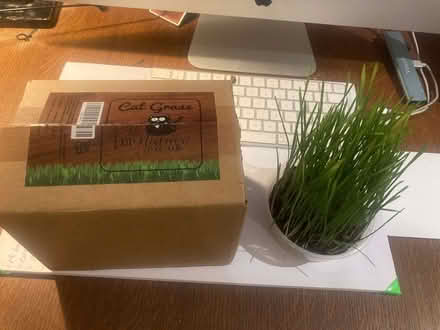 Photo of free Cat Grass (Headington Quarry OX3) #1