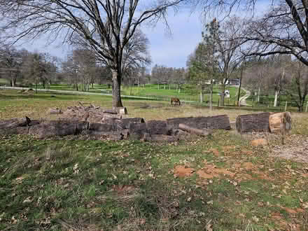 Photo of free firewood (Auburn, near Lake of the Pines) #2