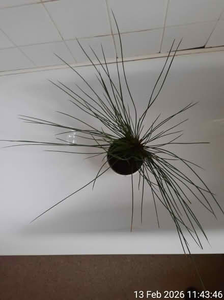 Photo of free Soft rush▪outdoor ornamental grass (Edgwarebury Lane) #3