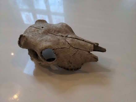 Photo of free Skull for fish tank or vivarium (Cheadle Hulme SK8) #1
