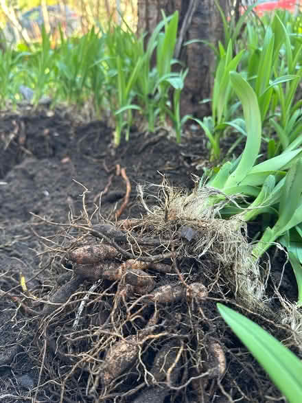 Photo of free Orange lily bulbs (wedgwood) #1