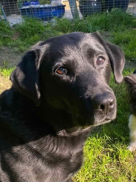 Photo of Folding Dog Ramp (North Bersted PO22) #1