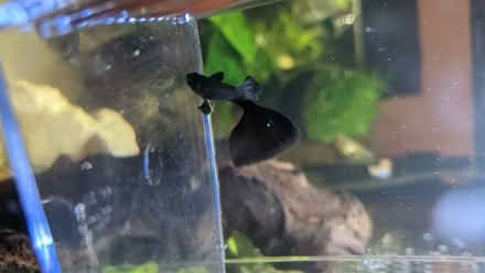 Photo of free Guppy (Fence Houses DH4) #3