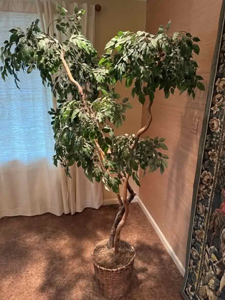 Photo of free 6’ artificial ficus tree (Edmonds, WA) #1