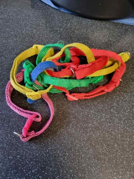 Photo of free Adjustable puppy collars (SE20) #2