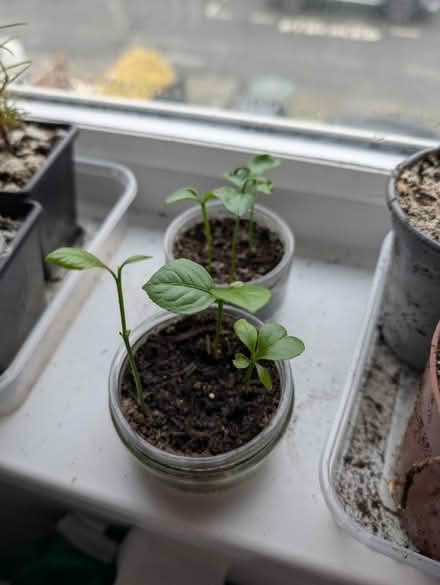 Photo of free Lemon plants (Wallsend, NE28) #1