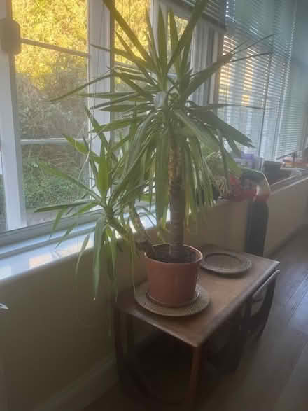 Photo of free Very healthy Yucca plant (Malvern WR14) #1