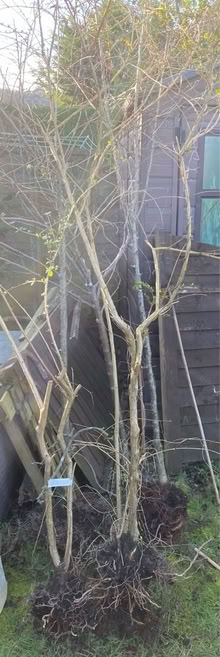 Photo of free Buddleja trees x 2 (Eastbourne BN20) #1