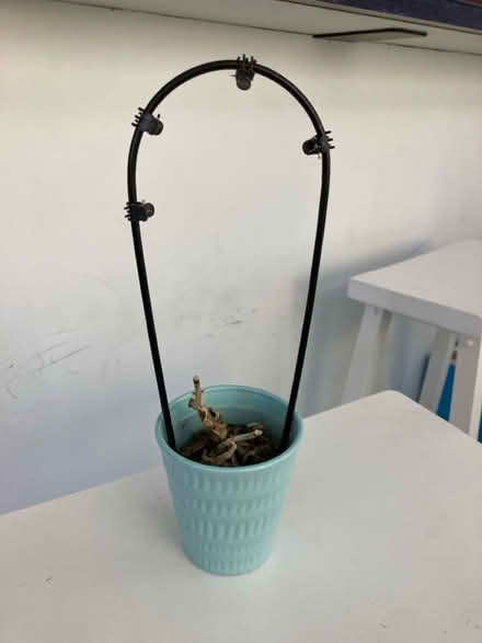 Photo of free Orchid Pot (White Oak) #1