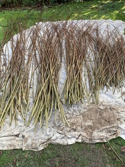 Photo of free Cut willow (Pannal HG2) #1