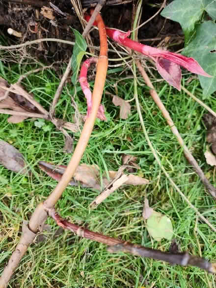 Photo of free Lump of red dragon knotweed i think (Little Lyth SY3) #3