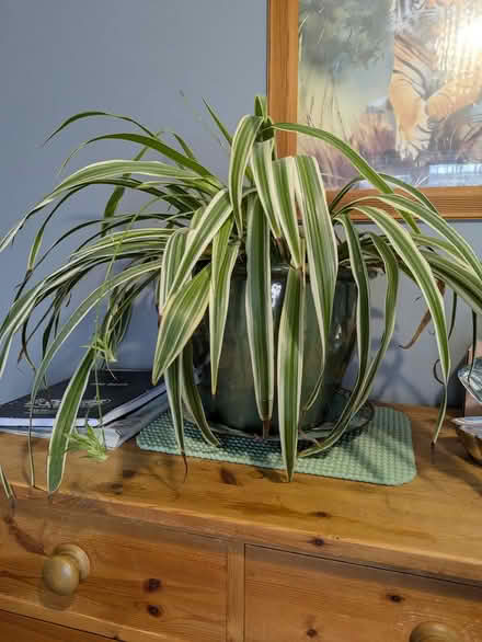 Photo of free Spider plant (Nr chichester west sussex) #1