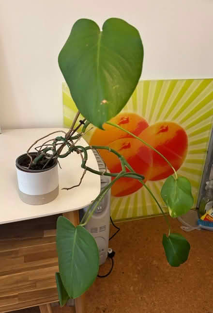 Photo of free Plant (Holland Park W11) #1