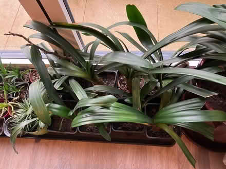 Photo of free Clivia plants in pots (Frome Somerset) #1