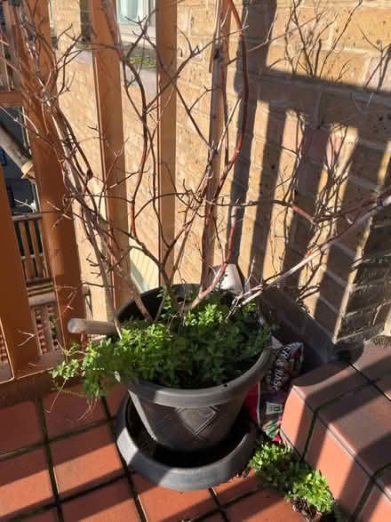 Photo of free Big vase with mystery plant (SE1) #1