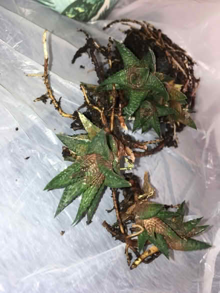 Photo of free Succulent babies (Greenwich MV, SE10) #1