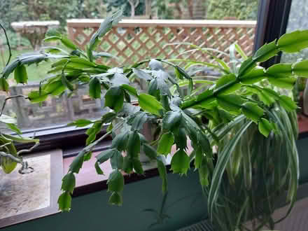 Photo of free Christmas cactus (Penryn TR10) #1