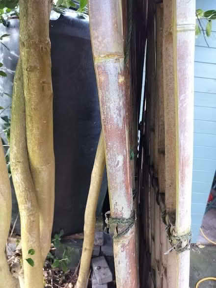 Photo of free Bamboo panels (Eaton NR4) #1