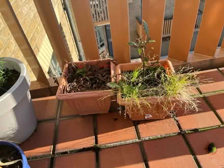 Photo of free Two vases (SE1) #1