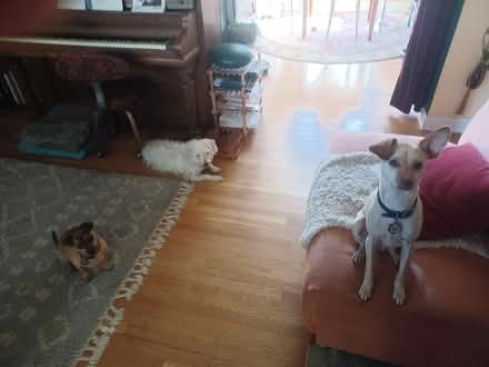 Photo of free Free Sale Saturday - Moving (Bay area) #1