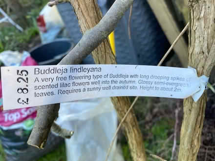 Photo of free Buddleja trees x 2 (Eastbourne BN20) #2