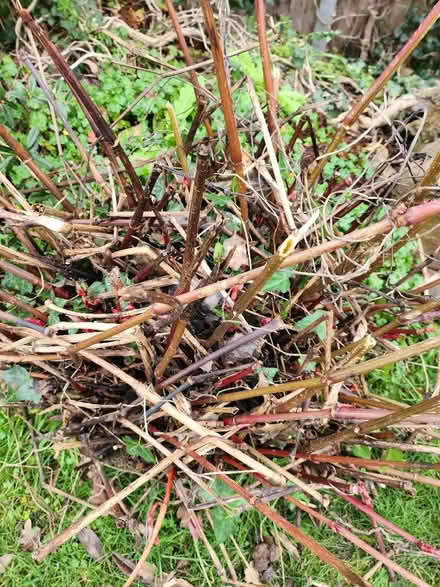 Photo of free Lump of red dragon knotweed i think (Little Lyth SY3) #1