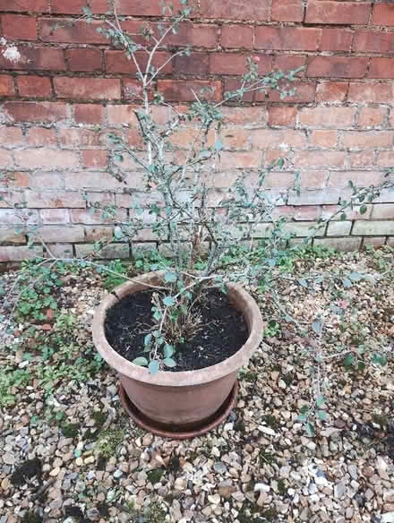 Photo of free Female Pomegranate Shrub (Winscombe BS25) #1