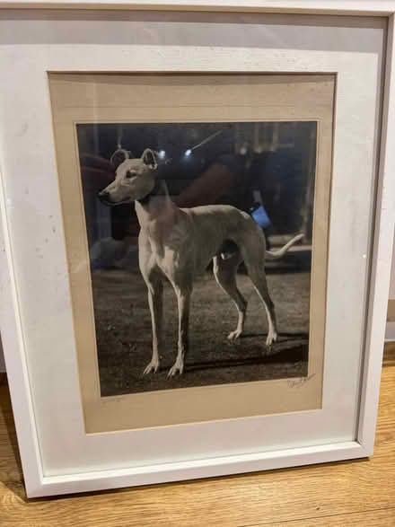 Photo of free Picture of dog (BR1) #1