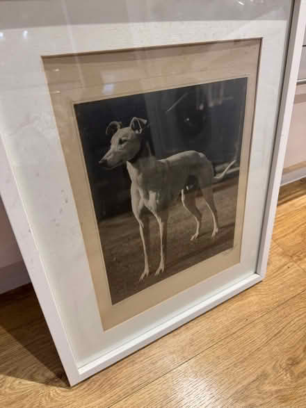 Photo of free Picture of dog (BR1) #2