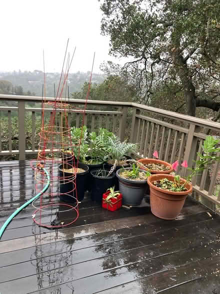 Photo of free Plants and Compost Tumbler (Palomar Park) #1