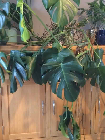 Photo of free Large cheese plant (Calverton MK11) #2