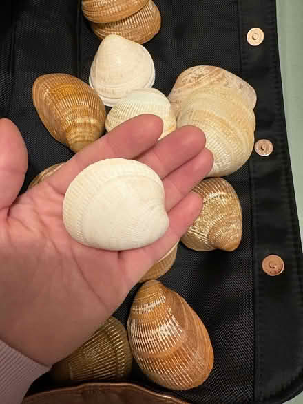 Photo of free Shells cream and brown (Stockport centre SK1) #3