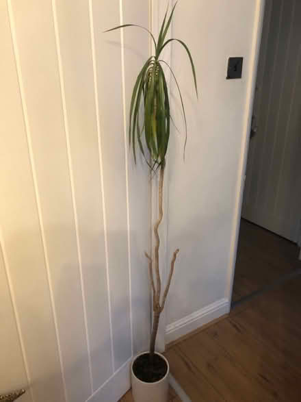 Photo of free Tall plant (High Wycombe, HP13) #1