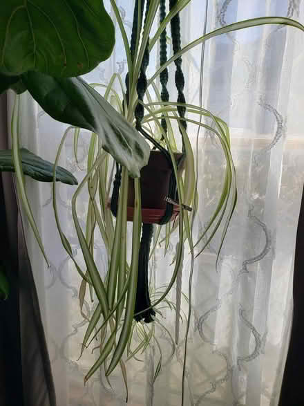Photo of free (Rehomeing) spider plants (Lynn) #1