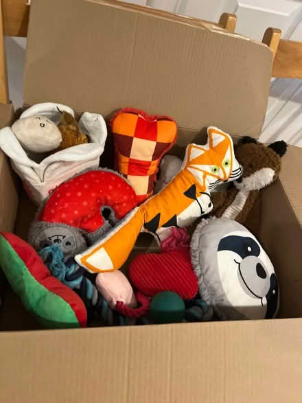 Photo of free Dog toys (Kings park west) #1