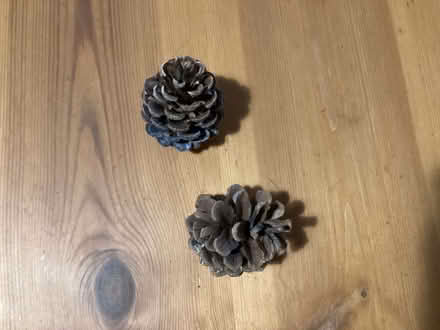 Photo of free 2 Pine cones (Oswestry SY11) #1