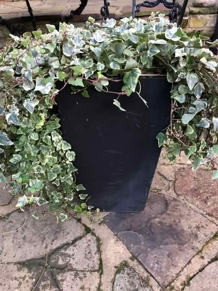 Photo of free Black angular pot with ivy (Putney SW15) #1