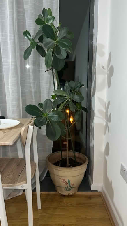 Photo of free Plant (Bethnal Green E2) #1