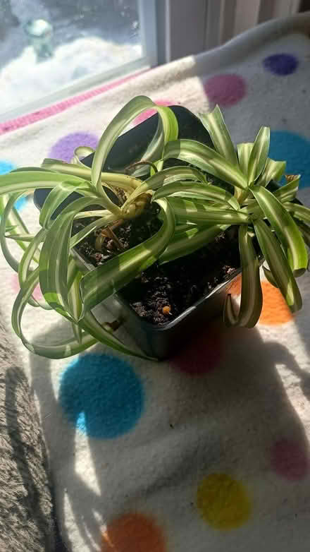 Photo of free Small Spider plants (Norwood) #1
