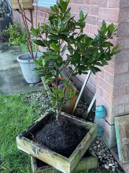 Photo of free Bay Tree (Chesterfield S40) #1