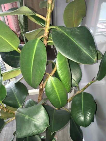 Photo of free Houseplant (Greenwich MV, SE10) #1