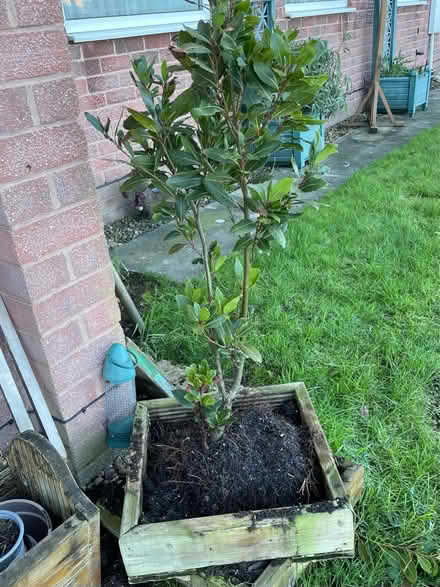 Photo of free Bay Tree (Chesterfield S40) #2