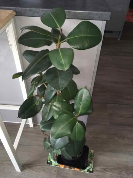 Photo of free Houseplant (Greenwich MV, SE10) #2