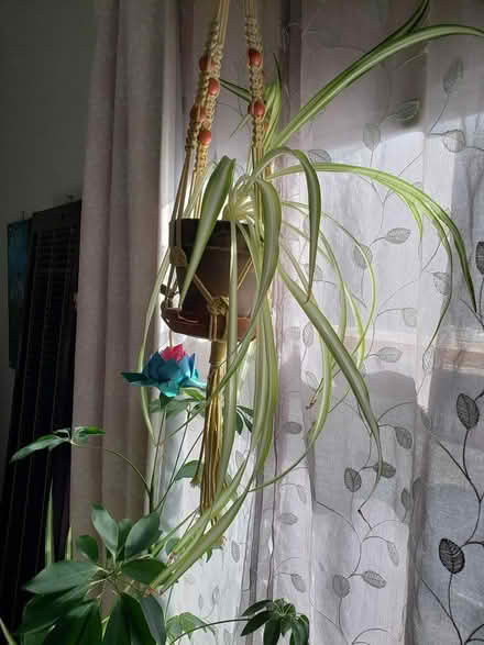 Photo of free (Rehomeing) spider plants (Lynn) #2