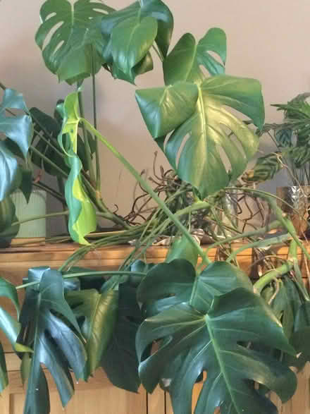 Photo of free Large cheese plant (Calverton MK11) #1